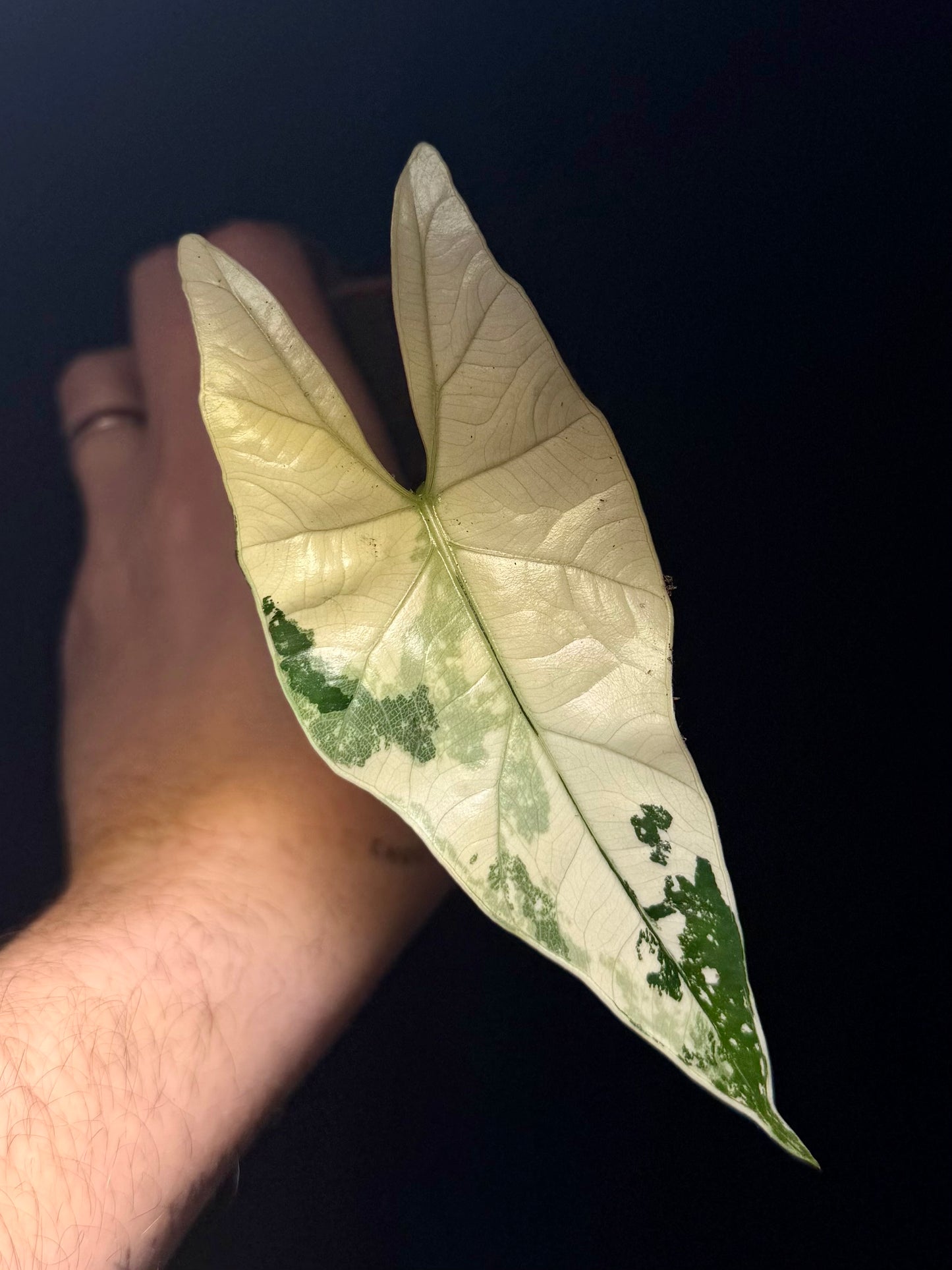 Alocasia Simpo Albo Variegata