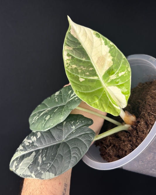 Alocasia Maharani Albo Variegata (BestOffer)