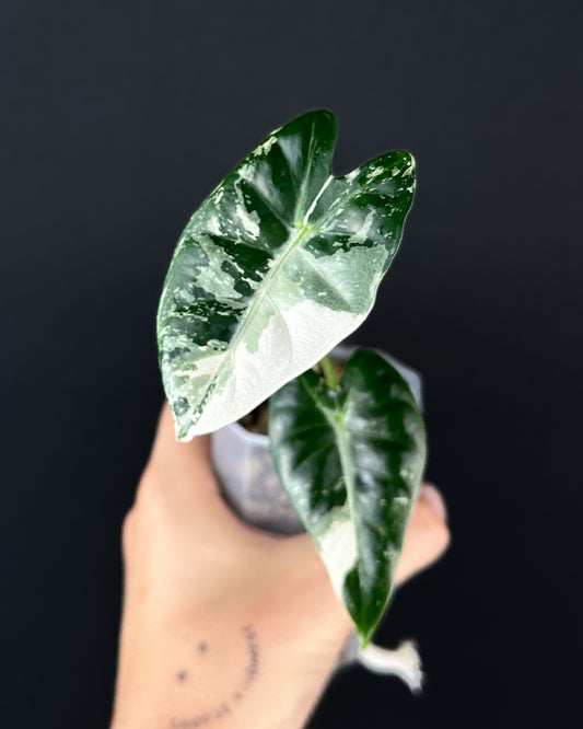 Alocasia Bambino Albo Variegata