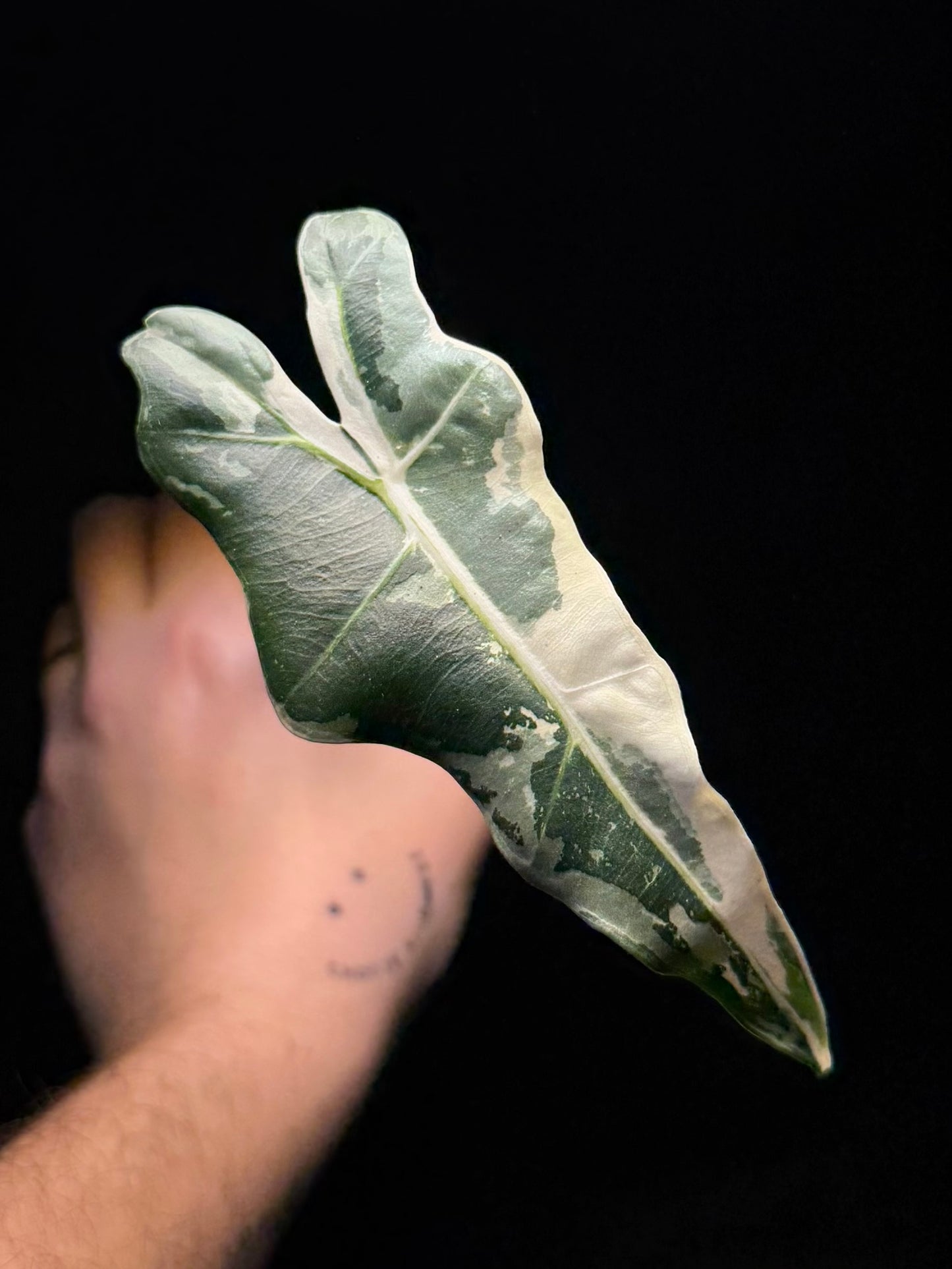 Alocasia Sarian Albo Variegata