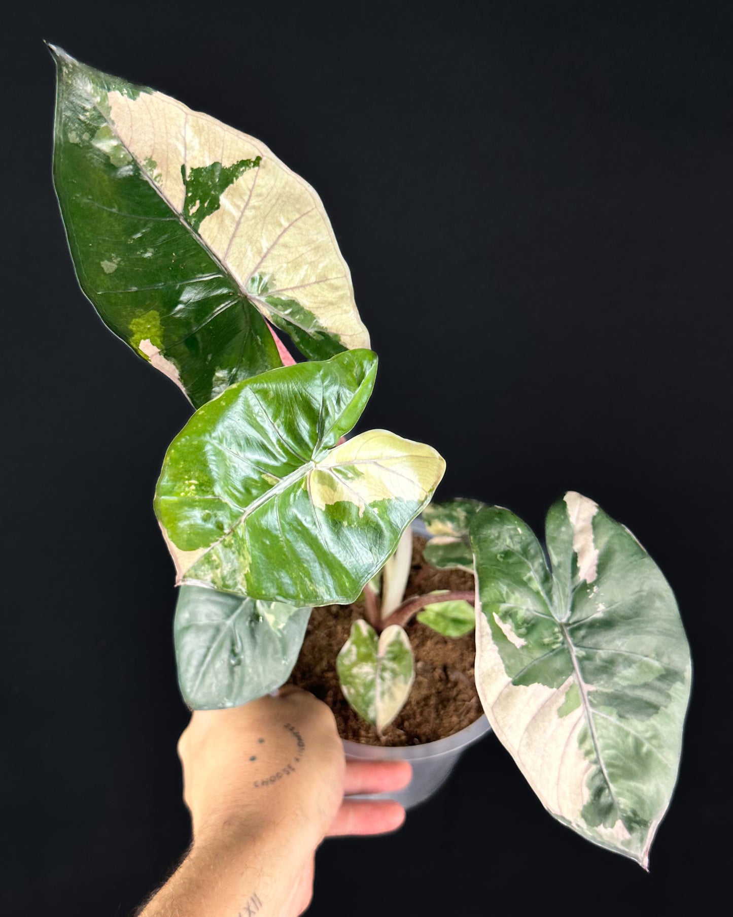 Alocasia Yucatan Princess Albo/Pink Variegata