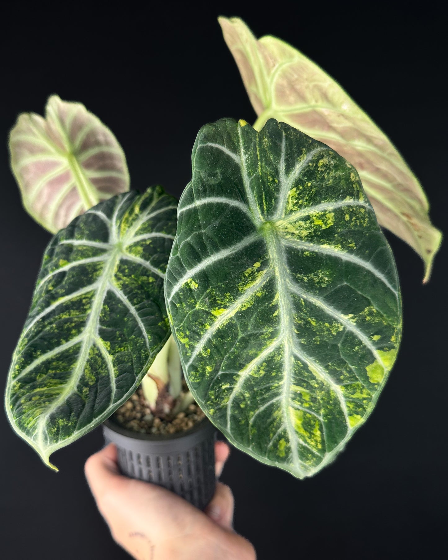 Alocasia Ninja Aurea Variegata (BestOffer)