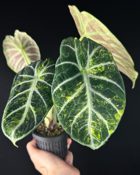Alocasia Ninja Aurea Variegata (BestOffer)