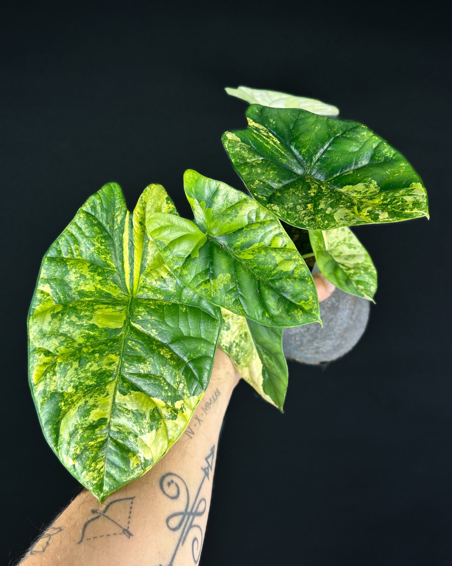 Alocasia Sinuata Aurea Variegata RHIZOM/BULB