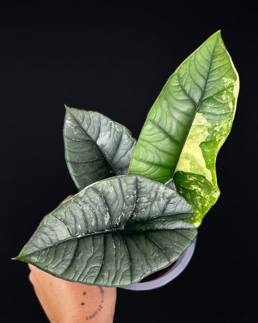 Alocasia Platinum Albo Variegata
