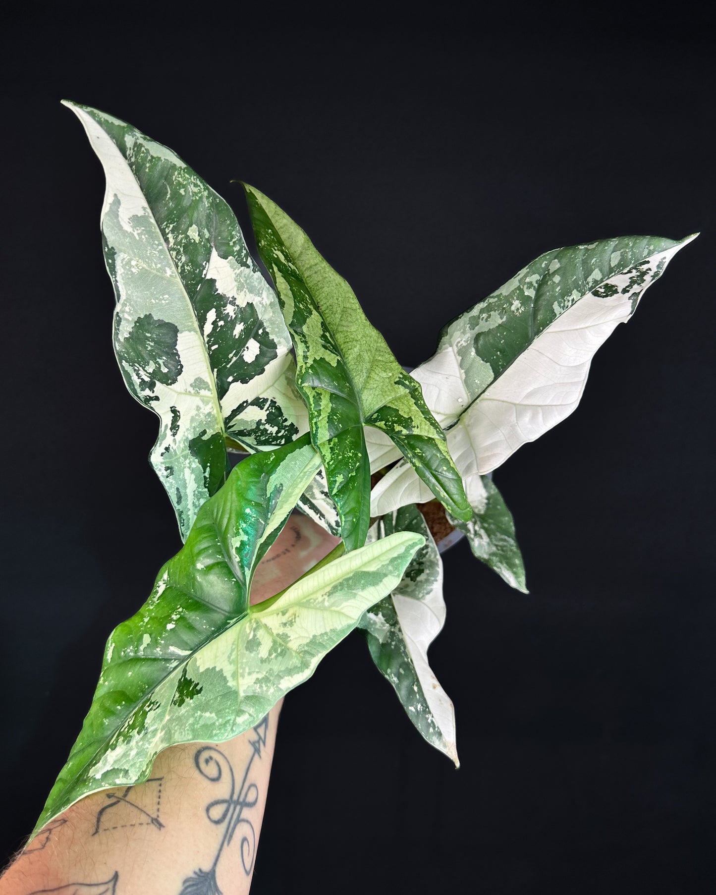 Alocasia Simpo Albo Variegata RHIZOM/BULB