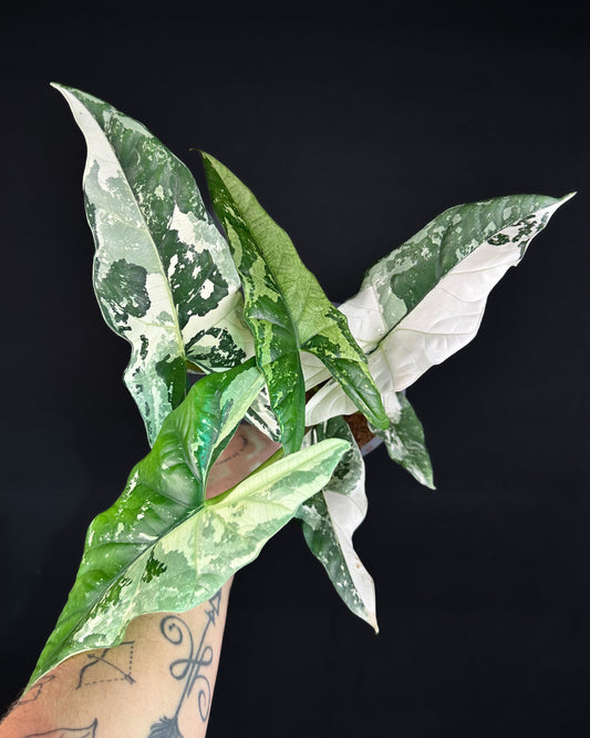 Alocasia Simpo Albo Variegata RHIZOM/BULB