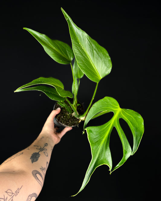 Monstera Burle Marx Flame