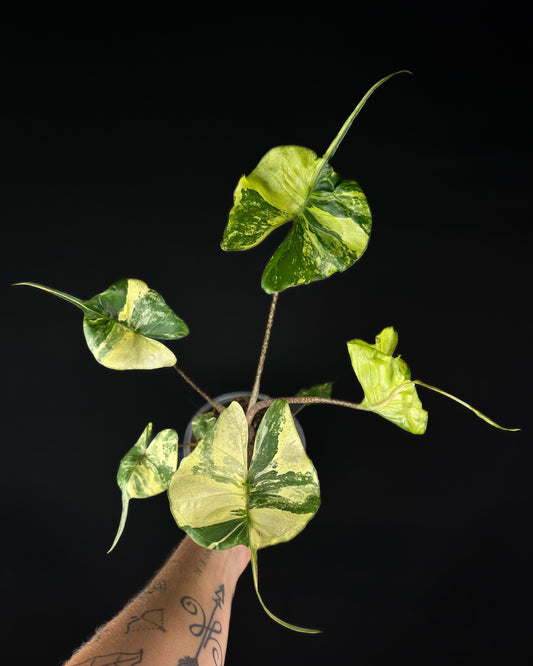 Alocasia Stingray Aurea Variegata Rhizom