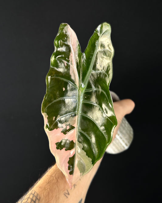 Alocasia Chantrieri Albo/Pink Variegata less rooted