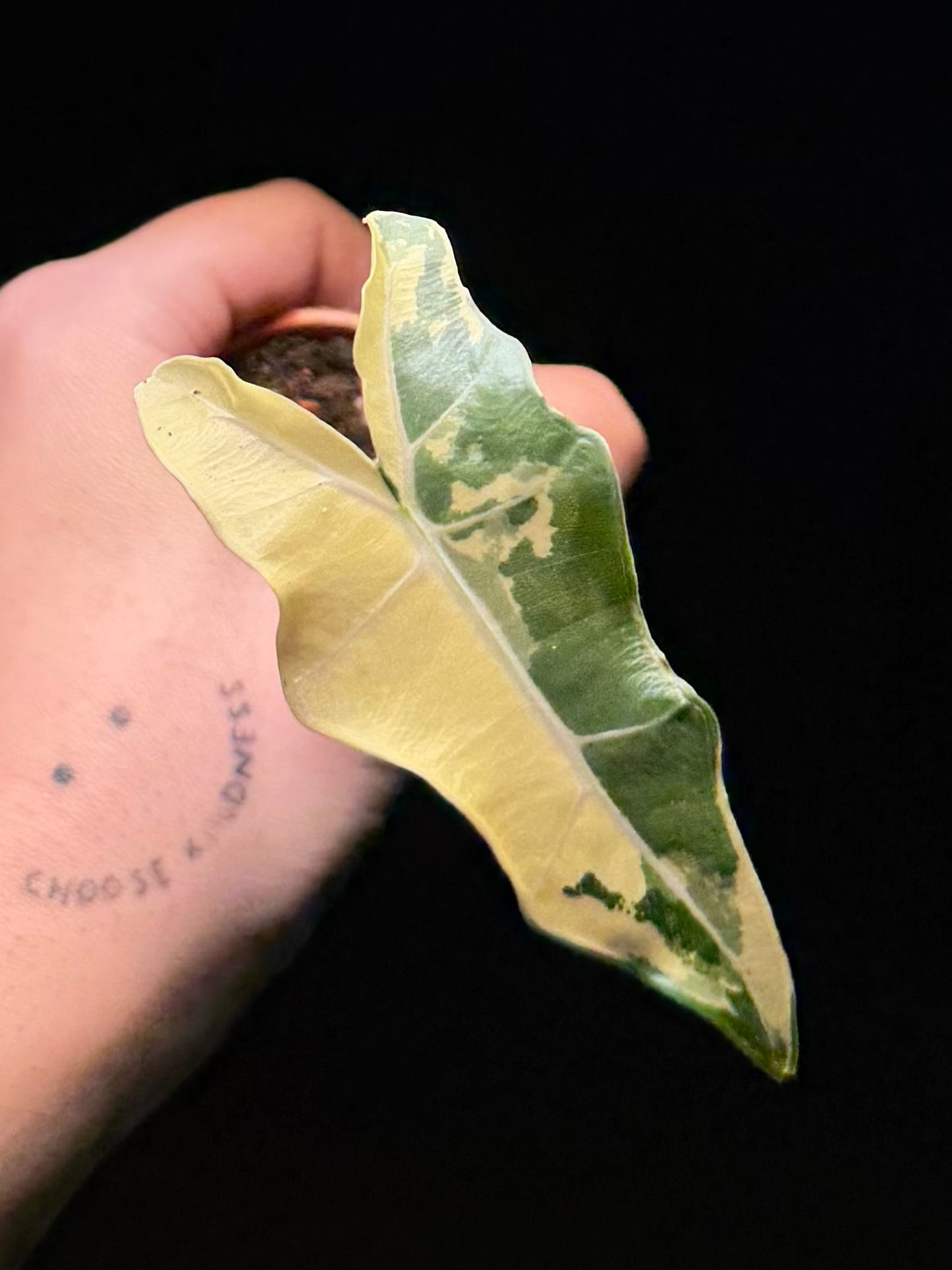 Alocasia Sarian Albo Variegata