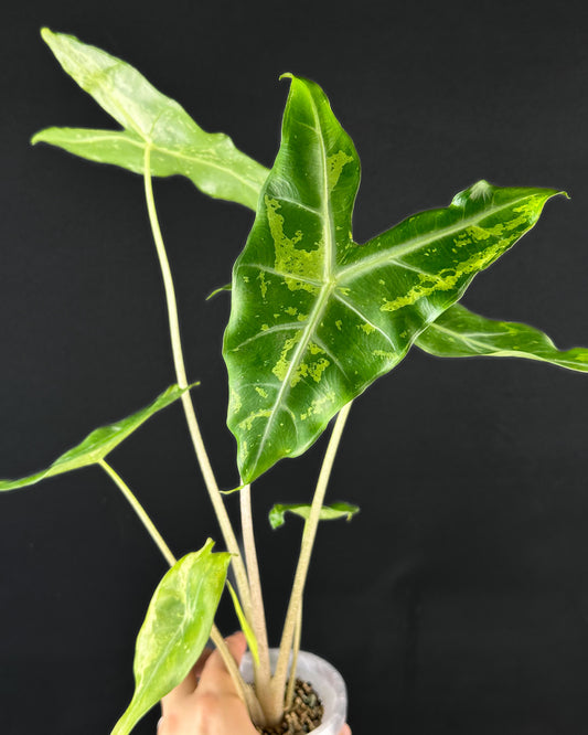 Alocasia Longiloba Lemon Variegata Rhizom