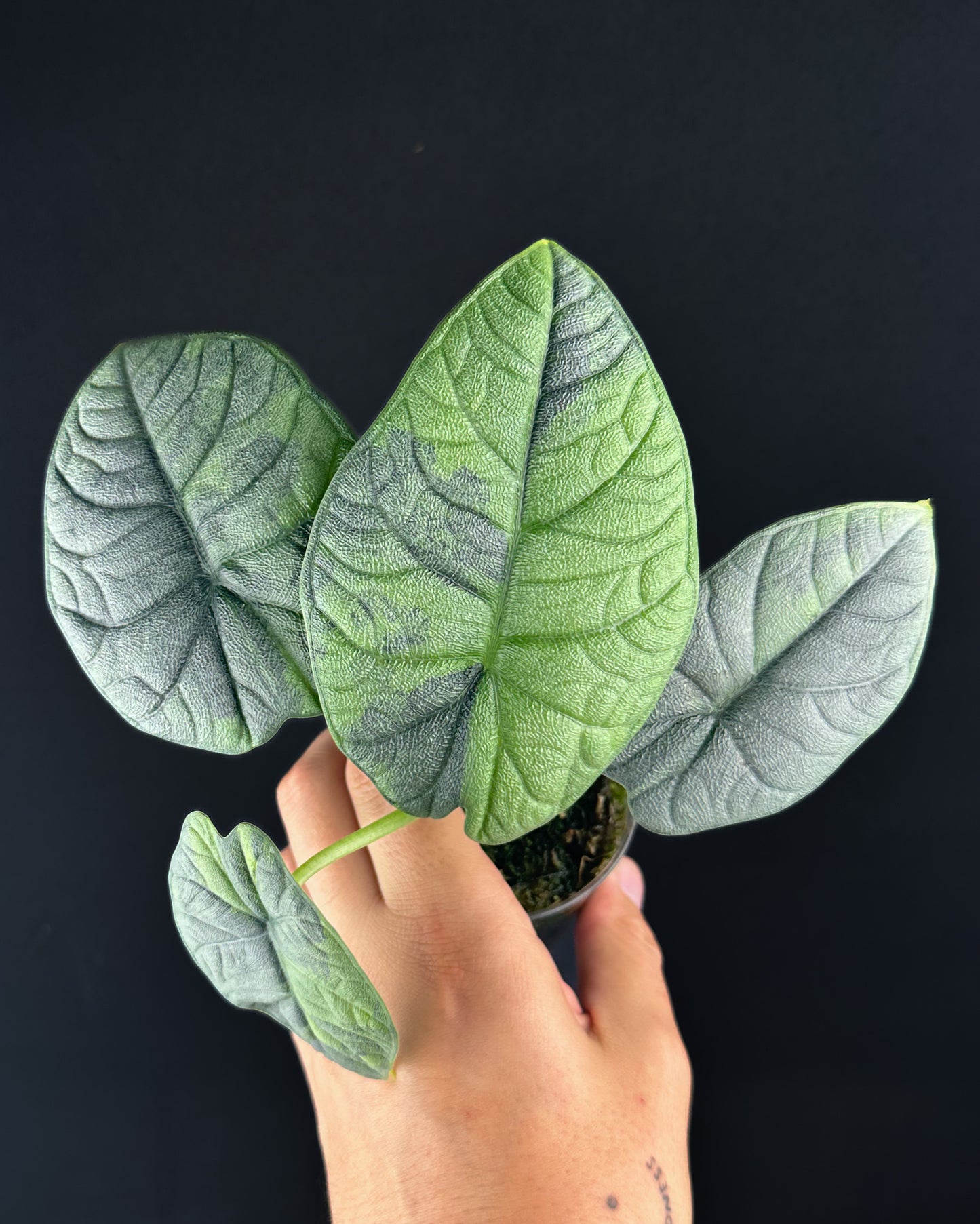 Alocasia Melo GoG Variegata Rhizom