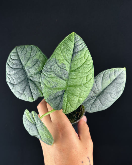 Alocasia Melo GoG Variegata Rhizom