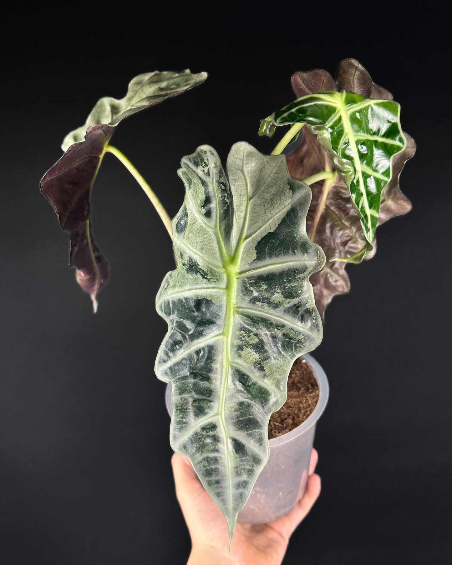 Alocasia Polly Variegata