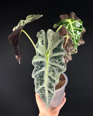 Descriptive image text