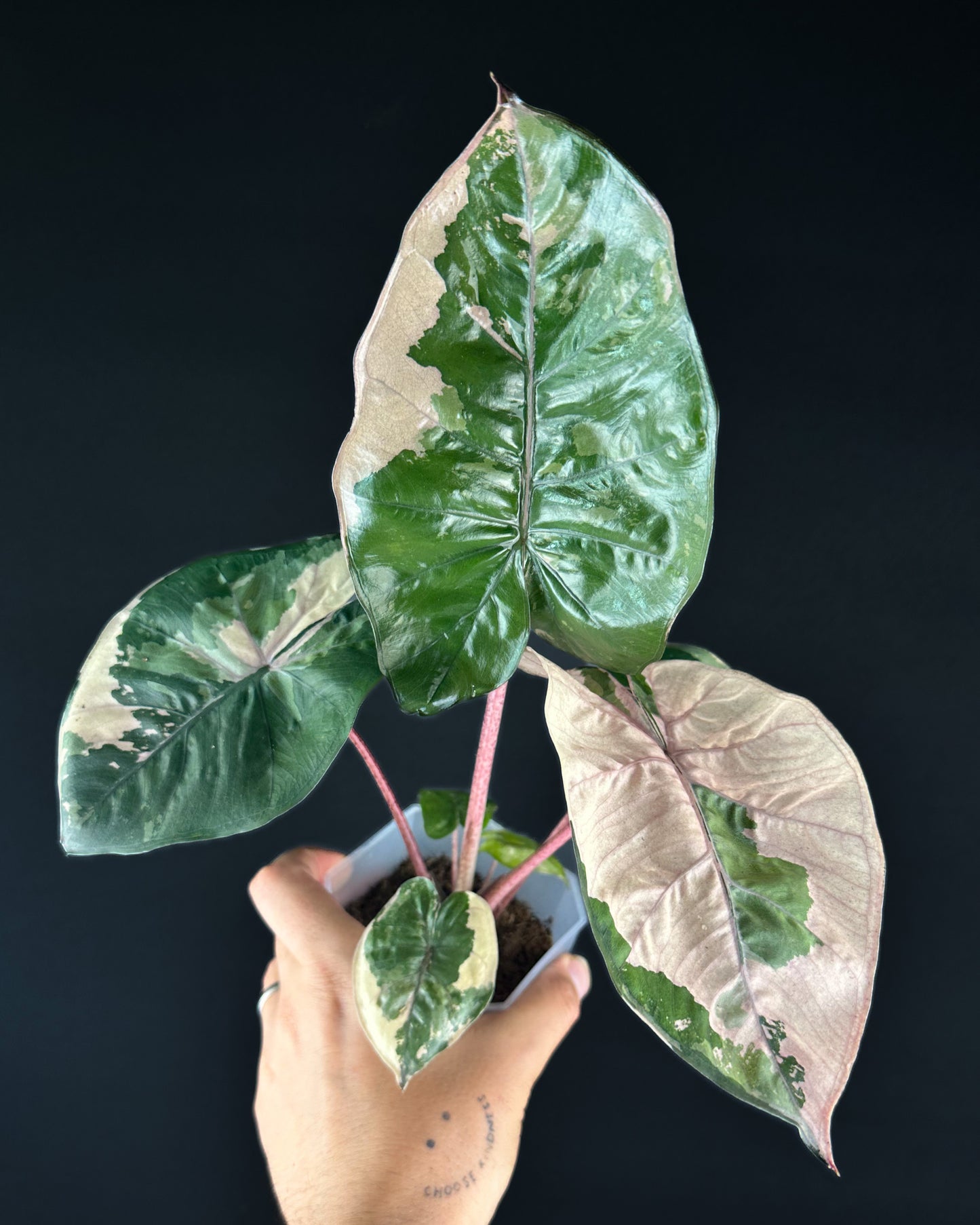 Alocasia Yucatan Princess Albo/Pink Variegata