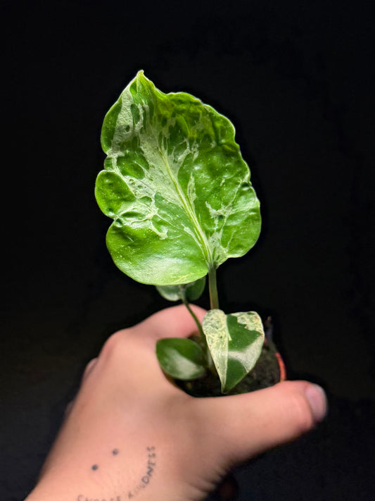 Monstera Bulbasaur