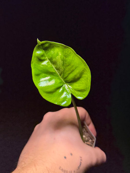 Alocasia Epilithica Albo Mint