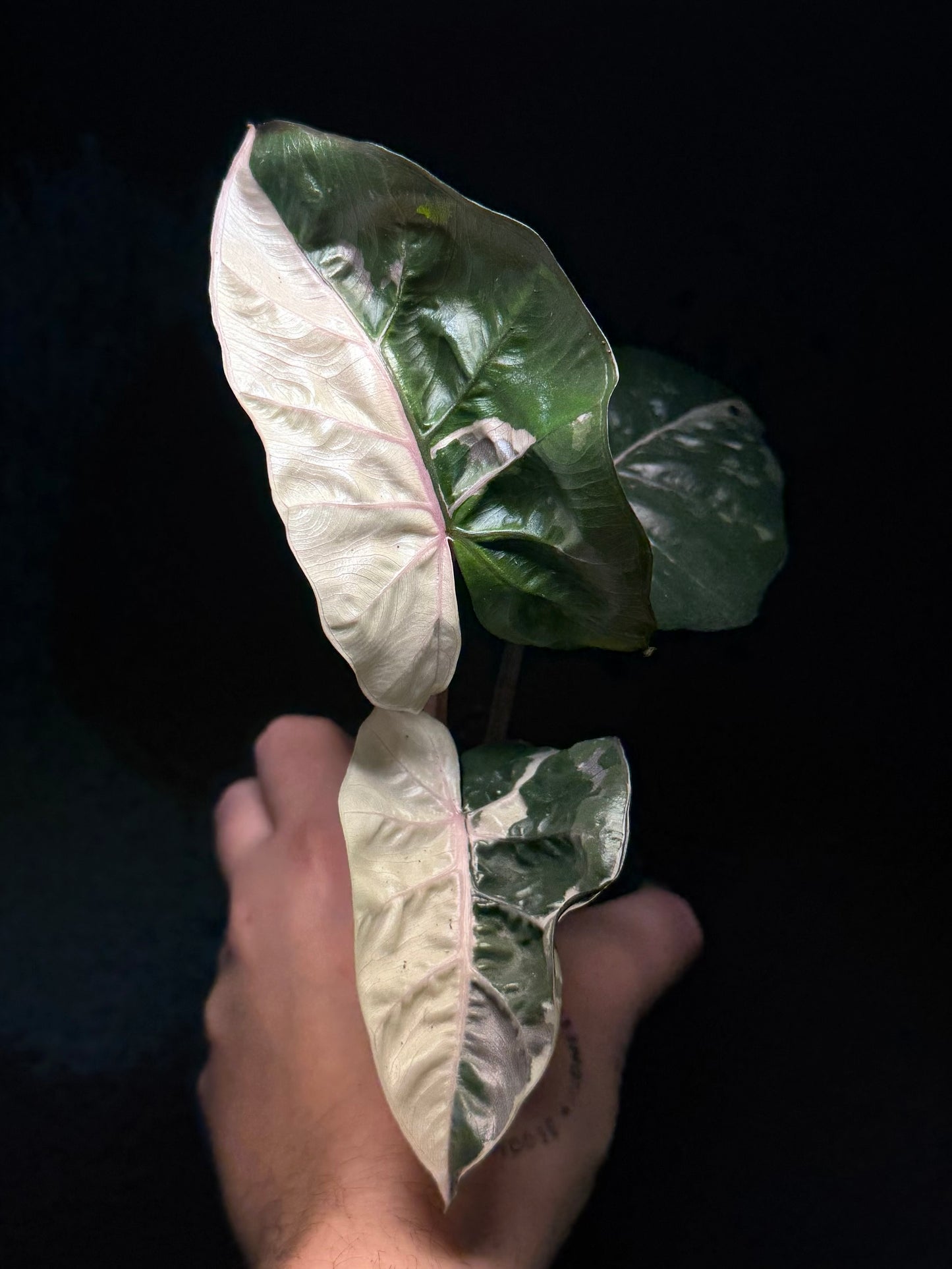 Alocasia Yucatan Albo/Pink
