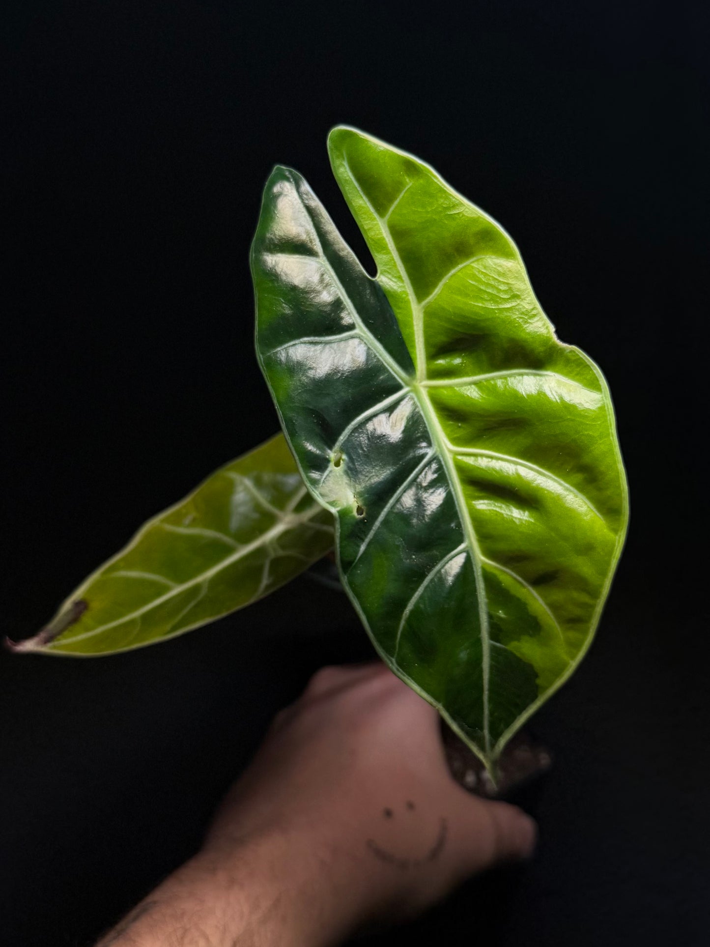 Alocasia Suhirmaniana Aurea
