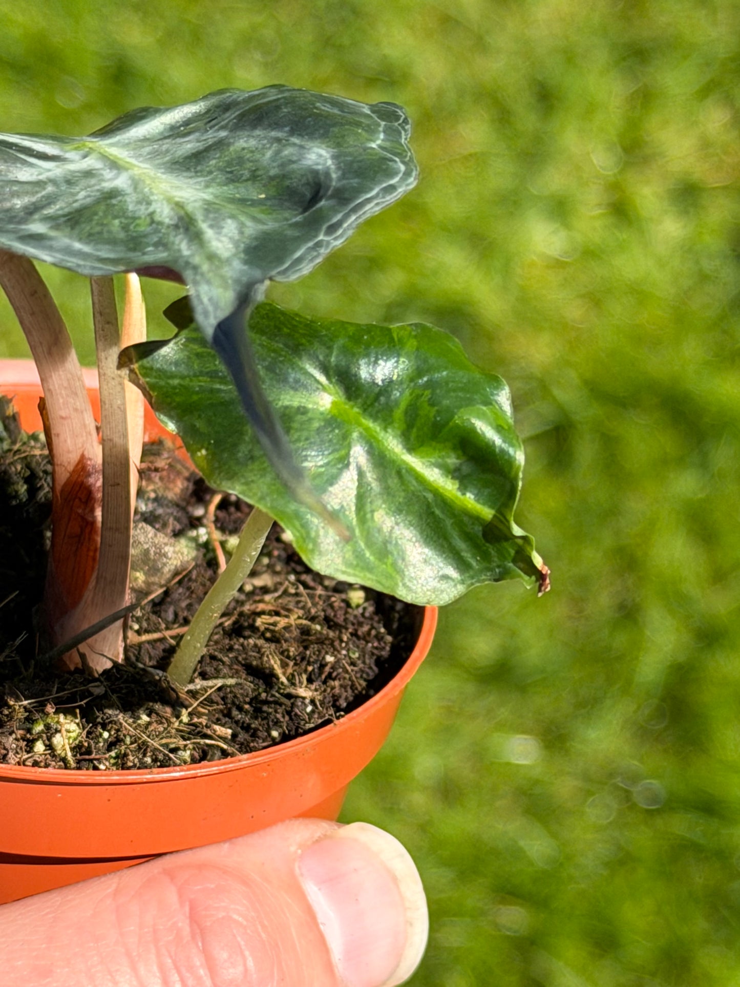 Alocasia Venom Aurea/GoG Variegata