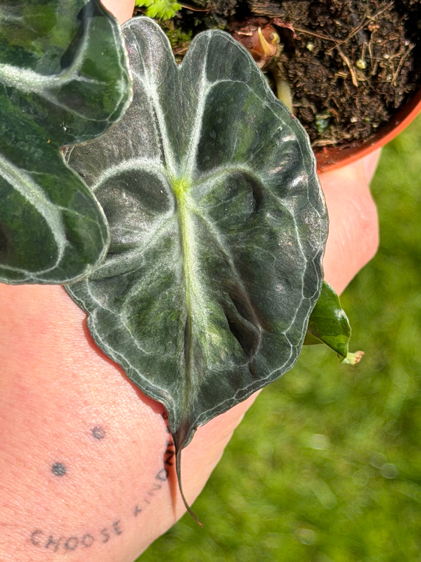 Alocasia Venom Aurea/GoG Variegata
