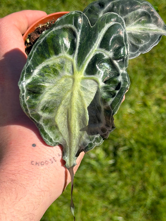 Alocasia Venom Aurea/GoG Variegata