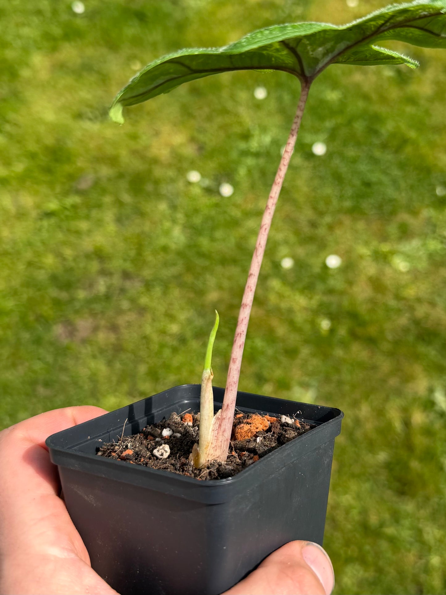 Alocasia Jacklyn Albo Variegata