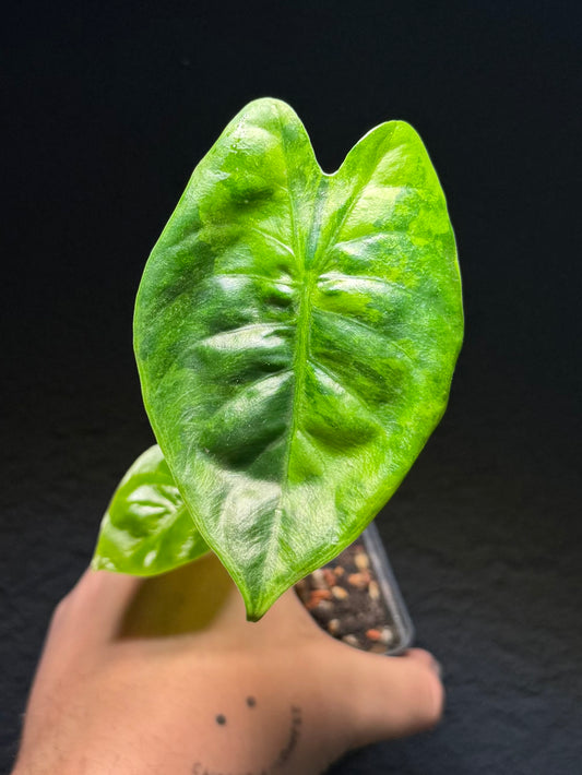 Alocasia Golden Bone GoG Variegata