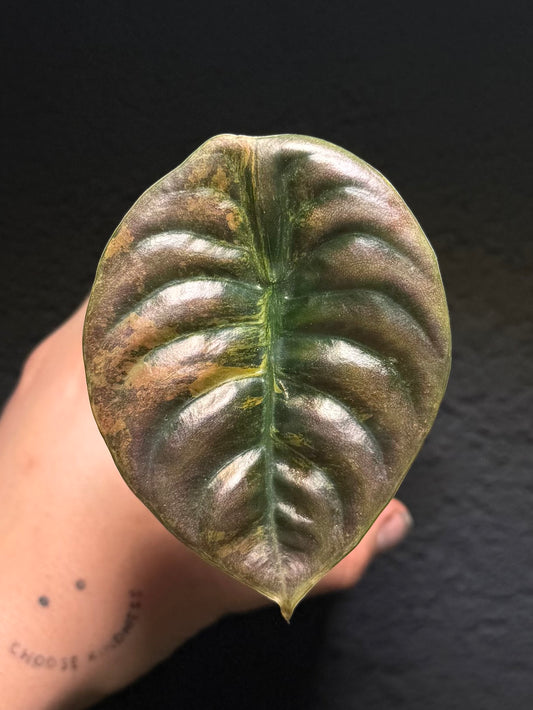 Alocasia Cuprea „Latte“