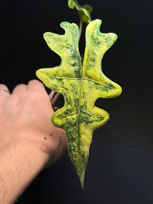 Alocasia Jacklyn Aurea Variegata