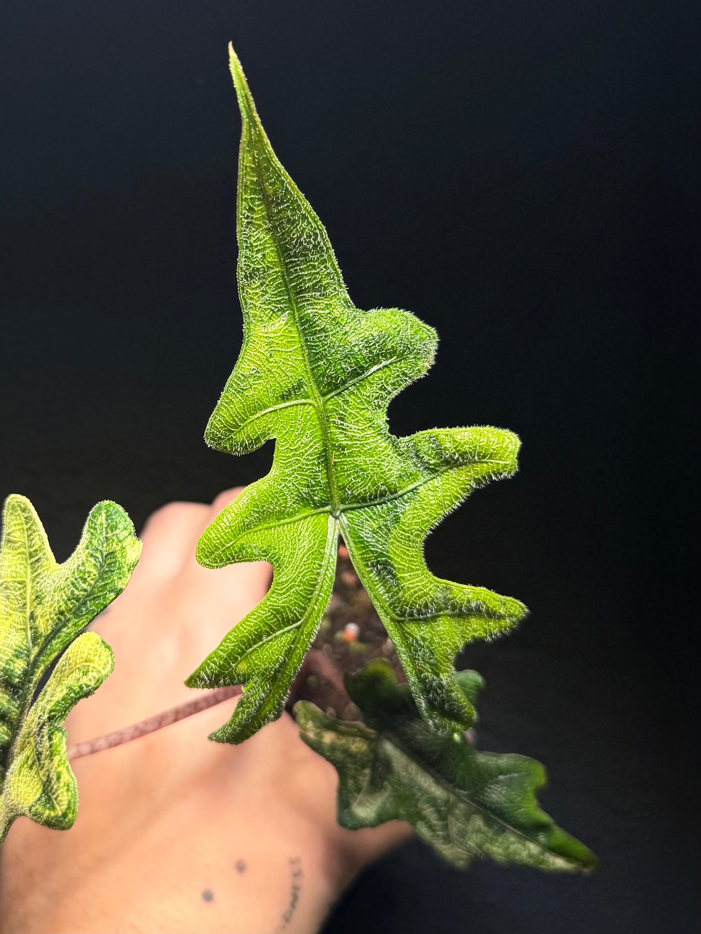 Alocasia Jacklyn Aurea Variegata