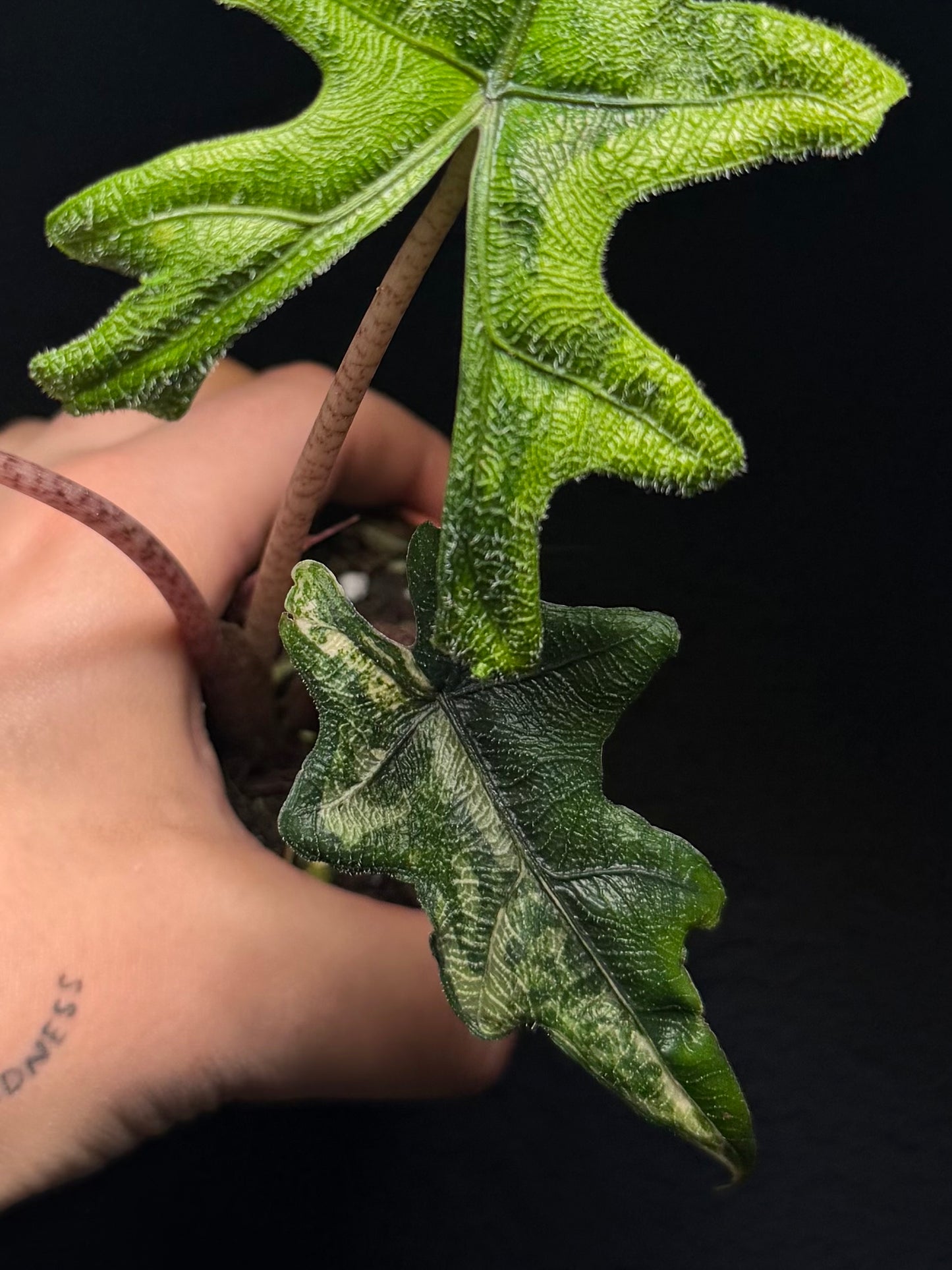 Alocasia Jacklyn Aurea Variegata