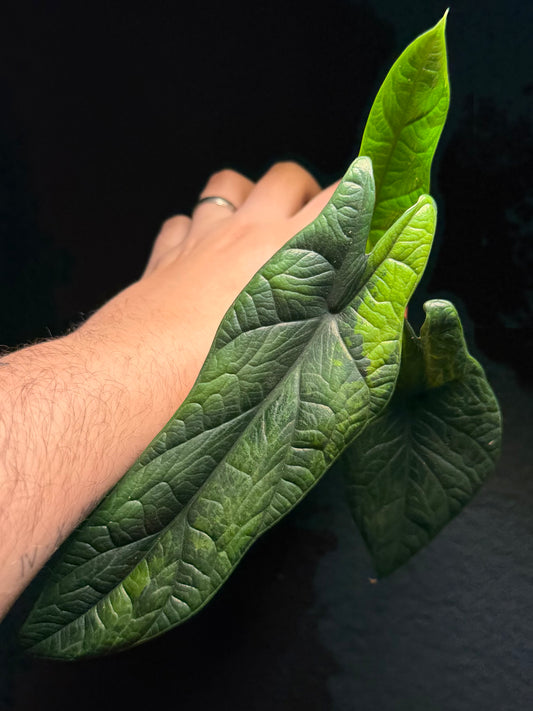 Alocasia Scalprum GoG Variegata