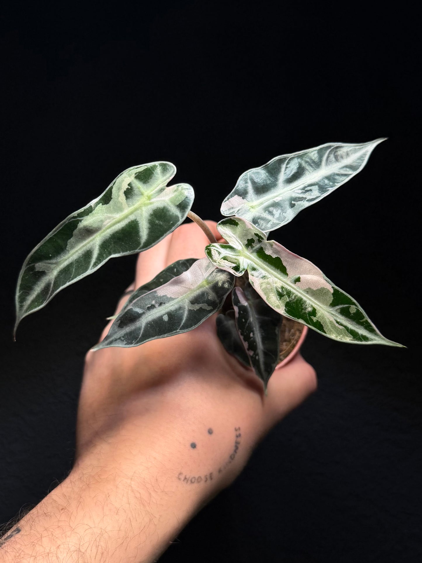 Alocasia Bambino Albo/Pink Variegata