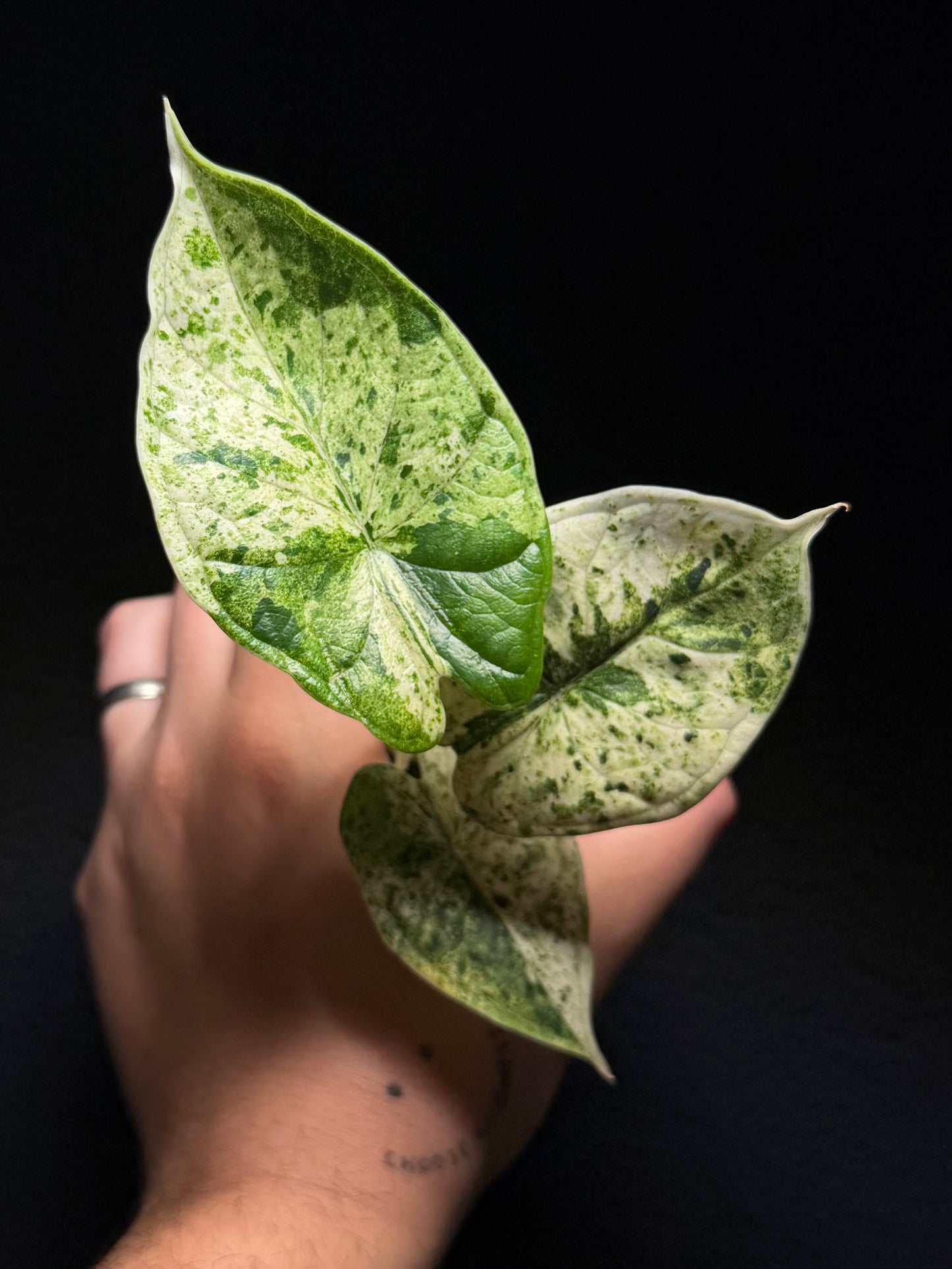 Alocasia Dragon Scale Mint