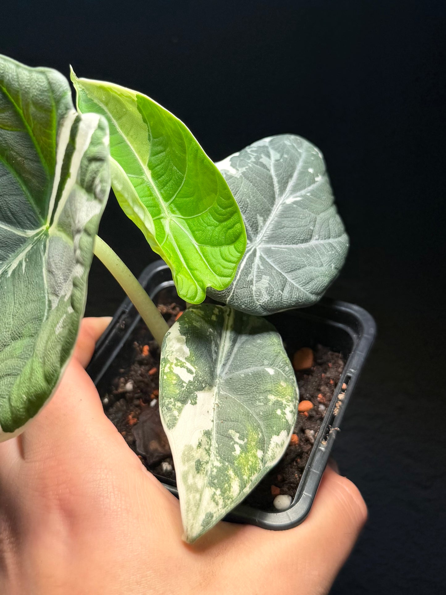 Alocasia Maharani Albo Variegata