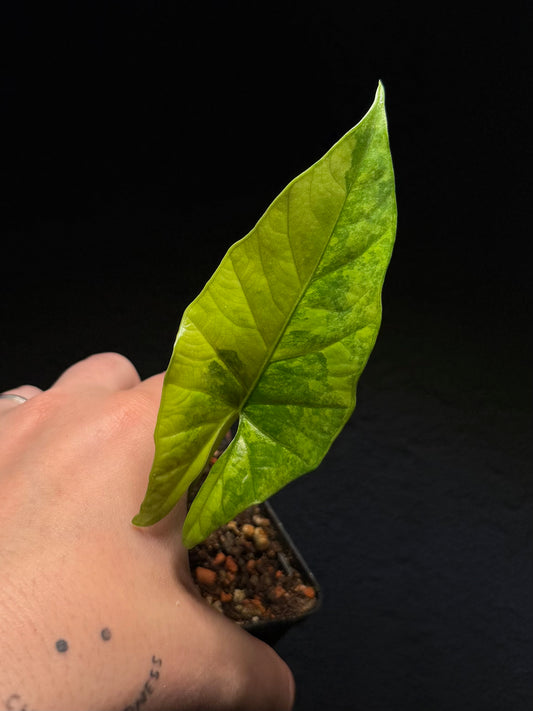 Alocasia Simpo Aurea Variegata