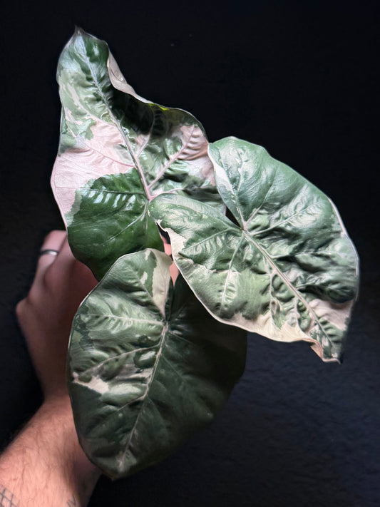 Yucatan Albo/Pink Variegata (harvested)