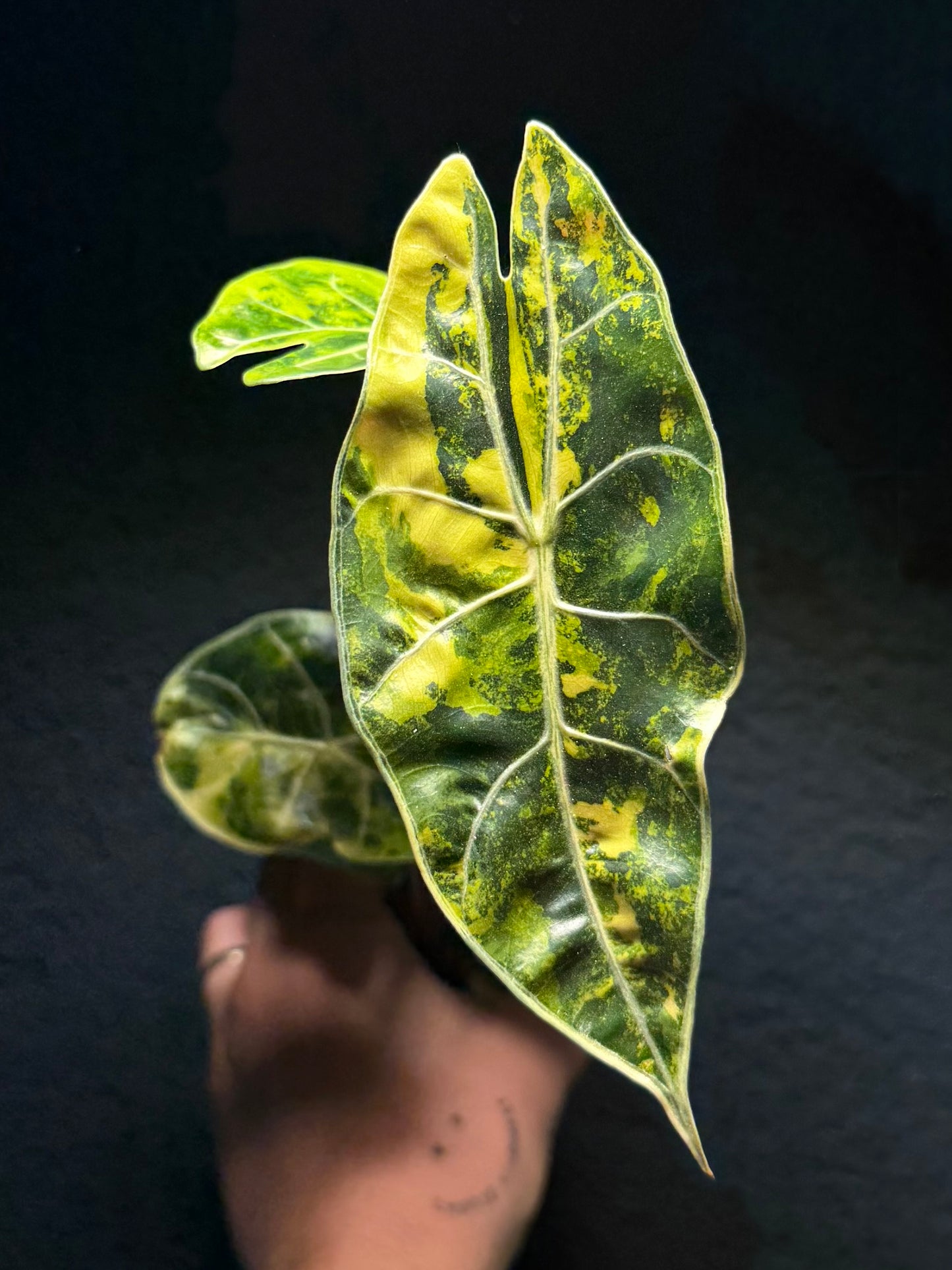 Alocasia Suhirmaniana Aurea Variegata
