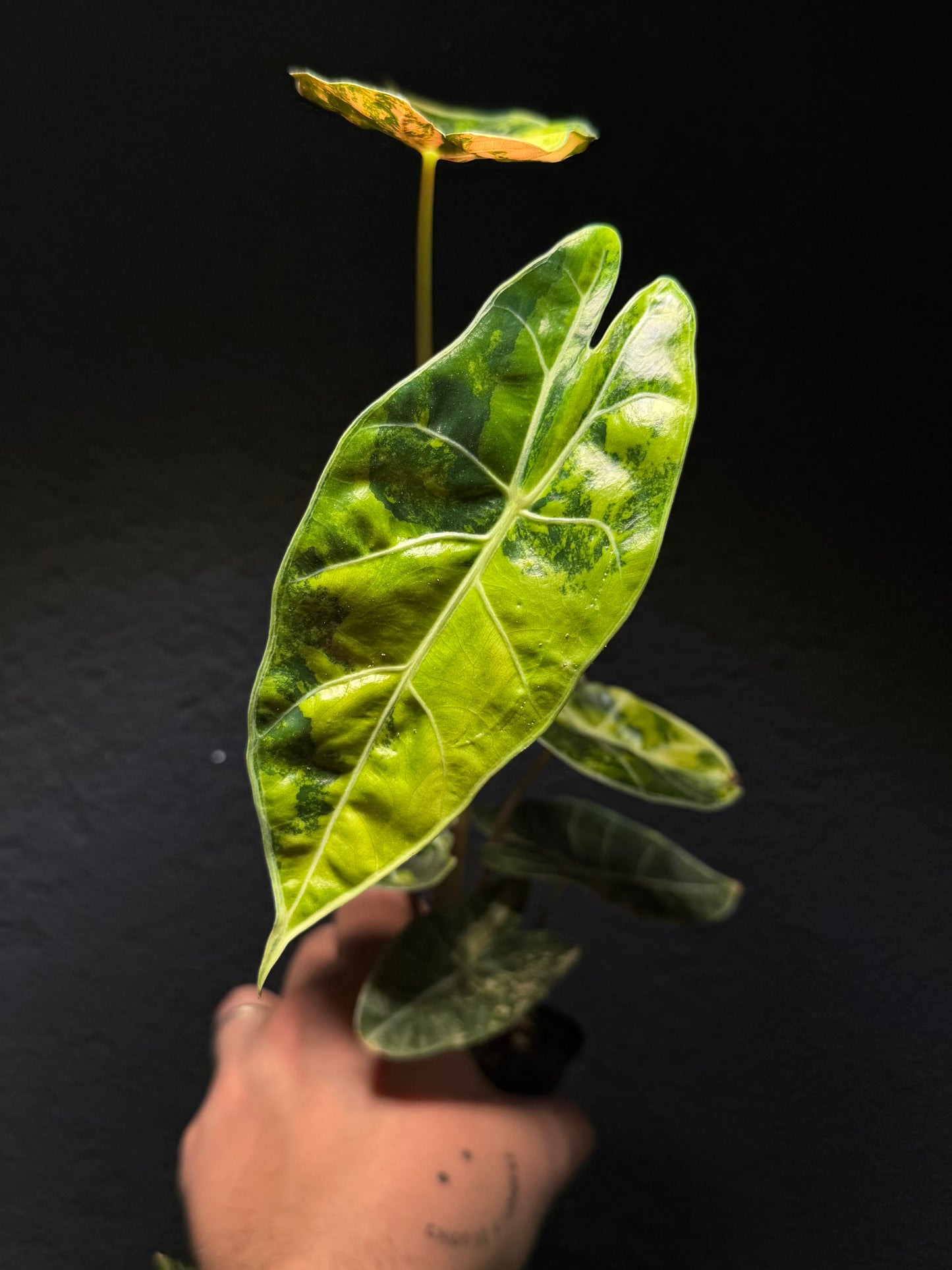 Alocasia Suhirmaniana Aurea Variegata