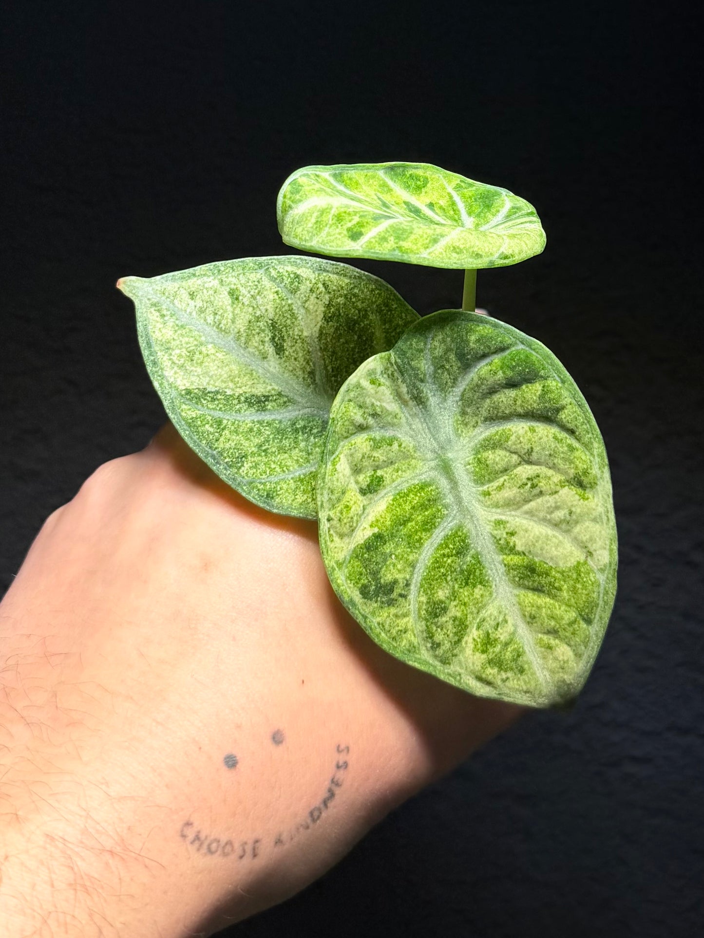 Alocasia Ninja „Splash“