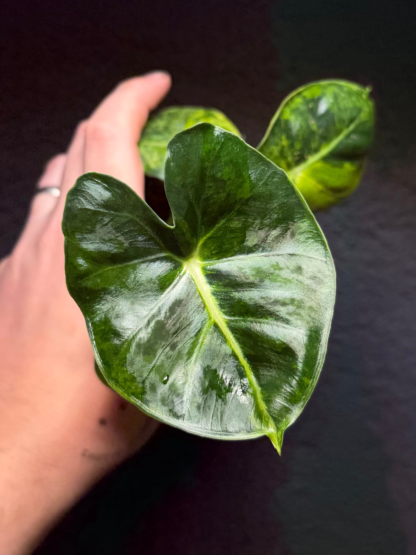 Alocasia Dorayaki Aurea Variegata