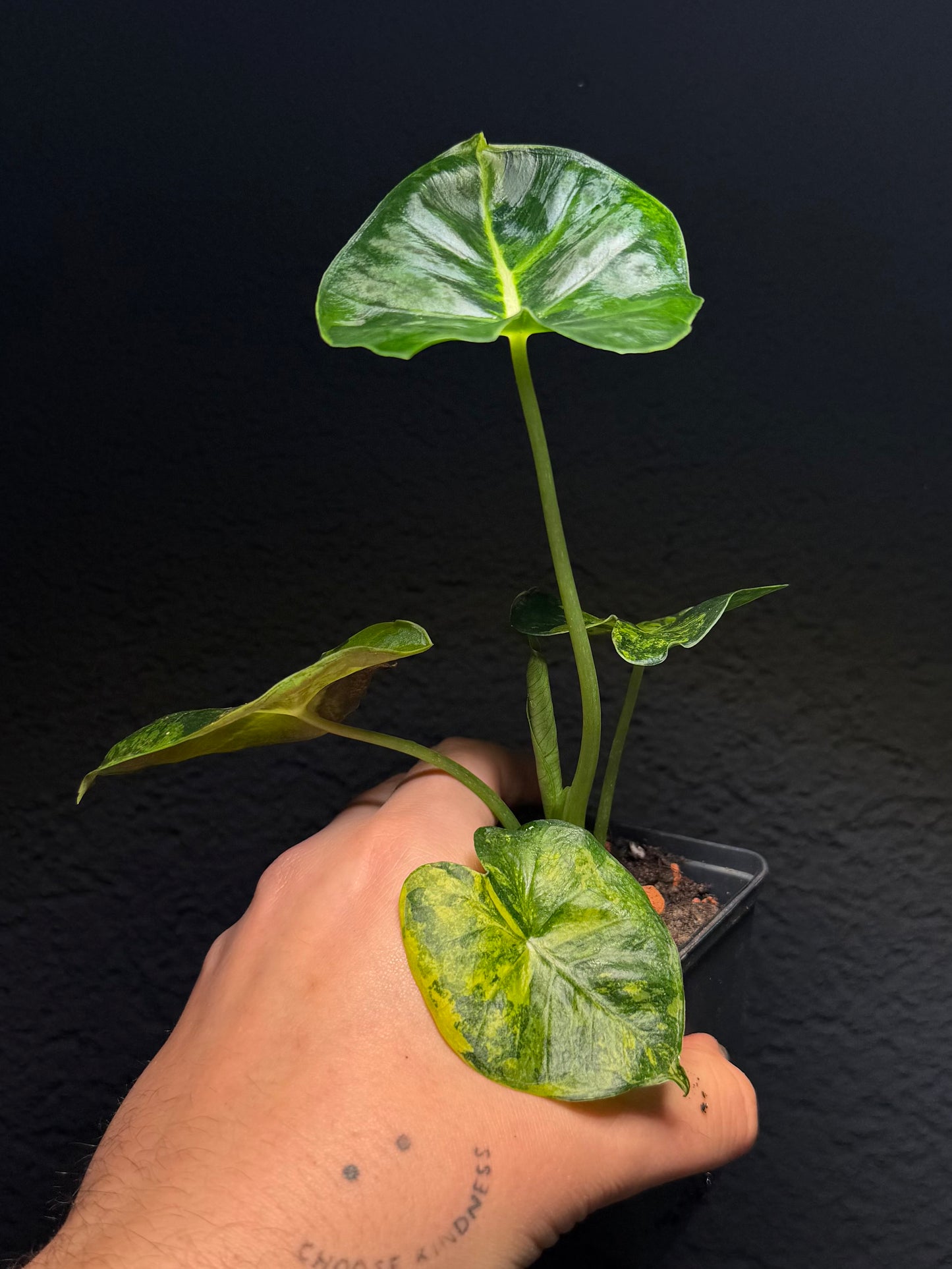 Alocasia Dorayaki Aurea Variegata