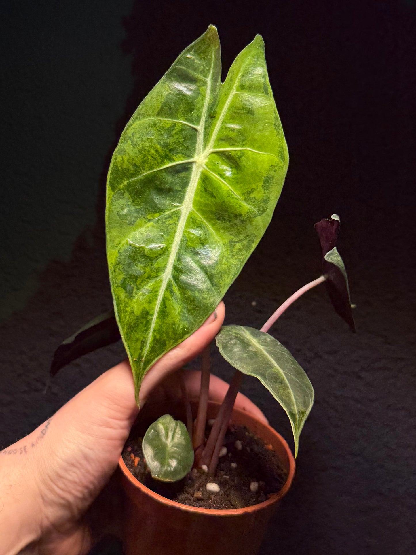 Alocasia Nairobi Aurea Variegata