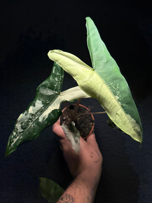 Alocasia Tigrina Albo Variegata