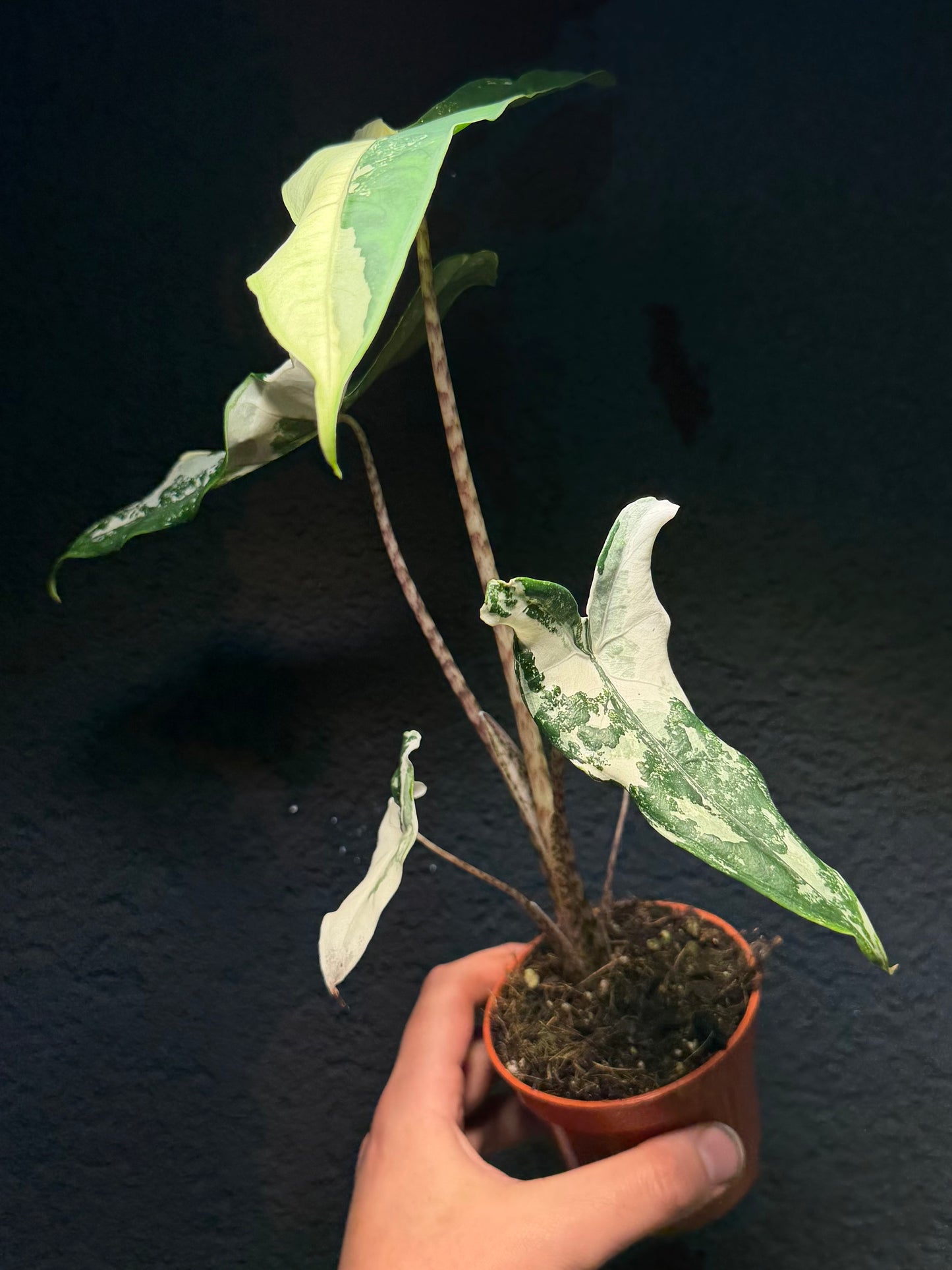 Alocasia Tigrina Albo Variegata