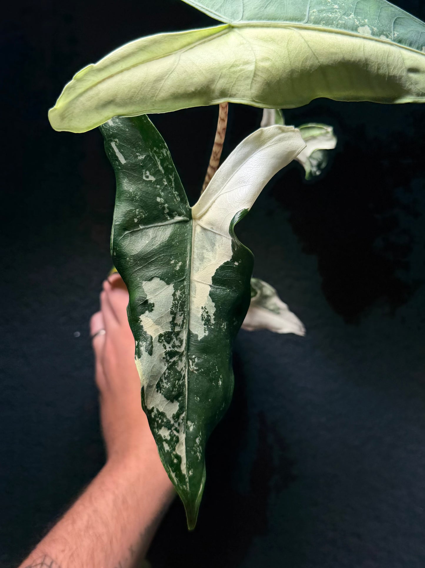 Alocasia Tigrina Albo Variegata