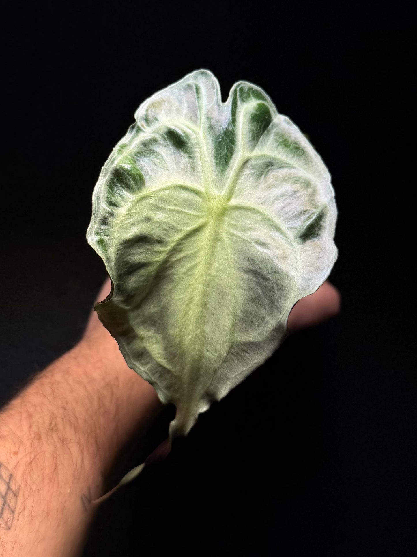 Alocasia Venom